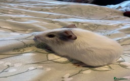 Guinea Pig rodents for sale: Guinea pigs  - Image 5