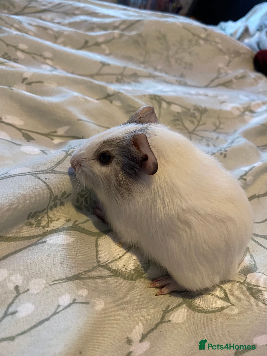 Guinea Pig rodents for sale: Guinea pigs  - Image 5