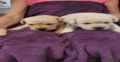 Labrador Retriever dogs - Advert 1