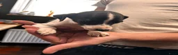Italian Greyhound dogs for sale: KC Registered Italian Greyhounds Puppies - Advert 23