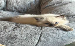 Ragdoll cats for sale: 💞 RAGDOLL Kittens Ready 13th August GrCh Blood - Image 7