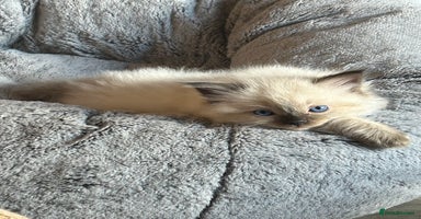 Ragdoll cats - Advert 14