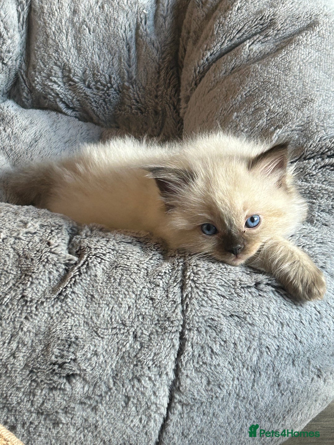 Ragdoll cats for sale: 💞 RAGDOLL Kittens Ready 13th August GrCh Blood - Image 7