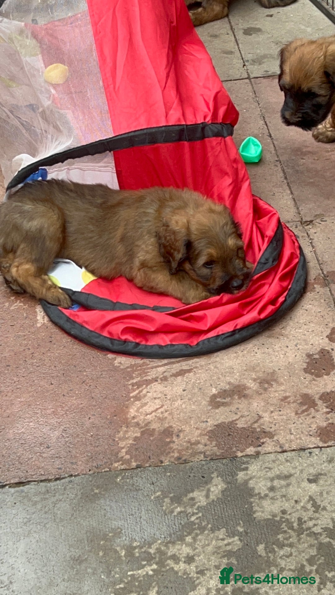 Briard dogs for sale: Amazing pedigree Briard Pups - Image 11