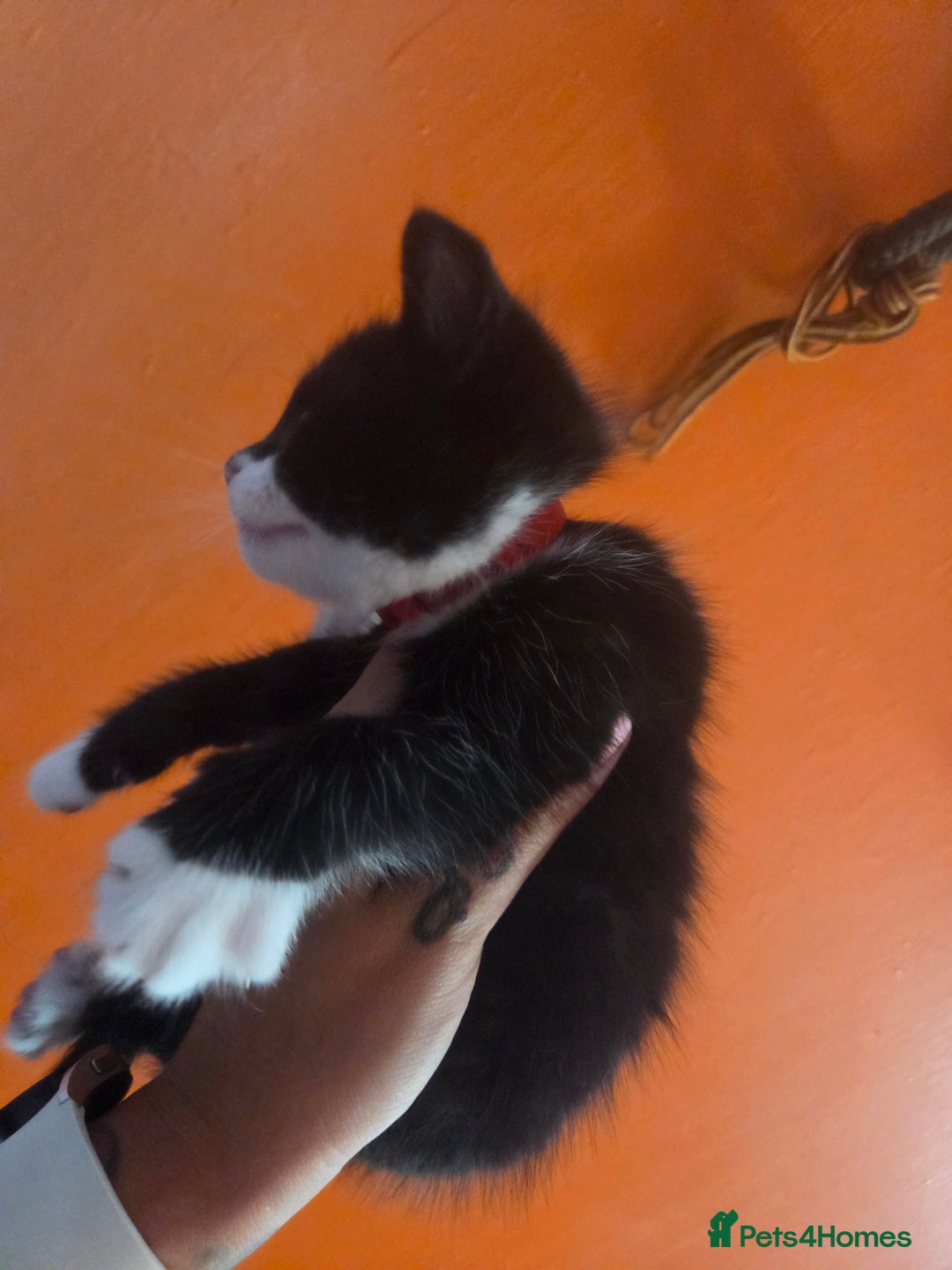 Maine Coon cats for sale: Stunning maincoon cross kittens  - Image 6