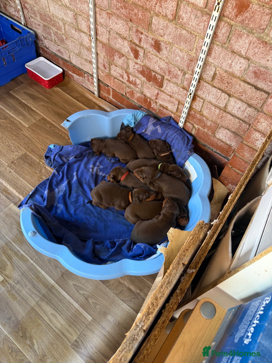 Dobermann dogs for sale: Doberman brown & tan - Image 38