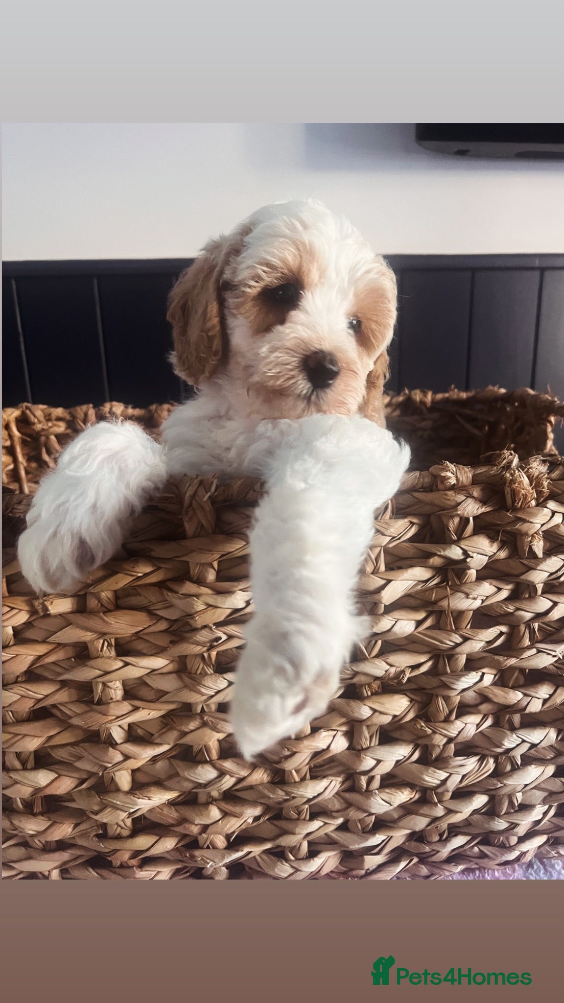 Australian Labradoodle dogs Absolutely outstanding Australian Labradoodle 🐾 - Advert 17