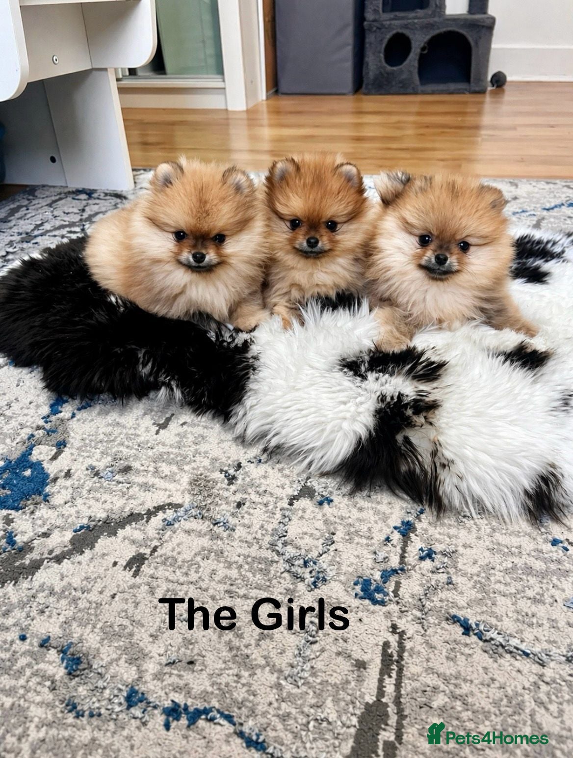 Pomeranian dogs KC Quality Pomeranians - Advert 1