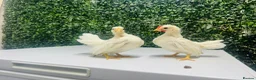 Chickens poultry for sale: ***The Worlds smallest—Serama Bantams*** - Advert 3