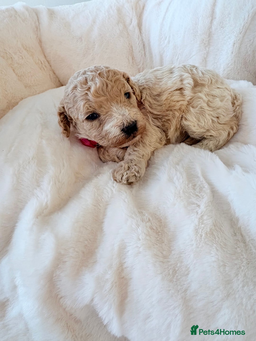 Cockapoo dogs for sale: F1B cockapoo puppies  - Advert 6