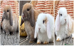 Mini Lop rabbits for sale: 2 beautiful mini lop girls available  - Image 2