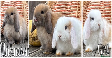 Mini Lop rabbits - Advert 6