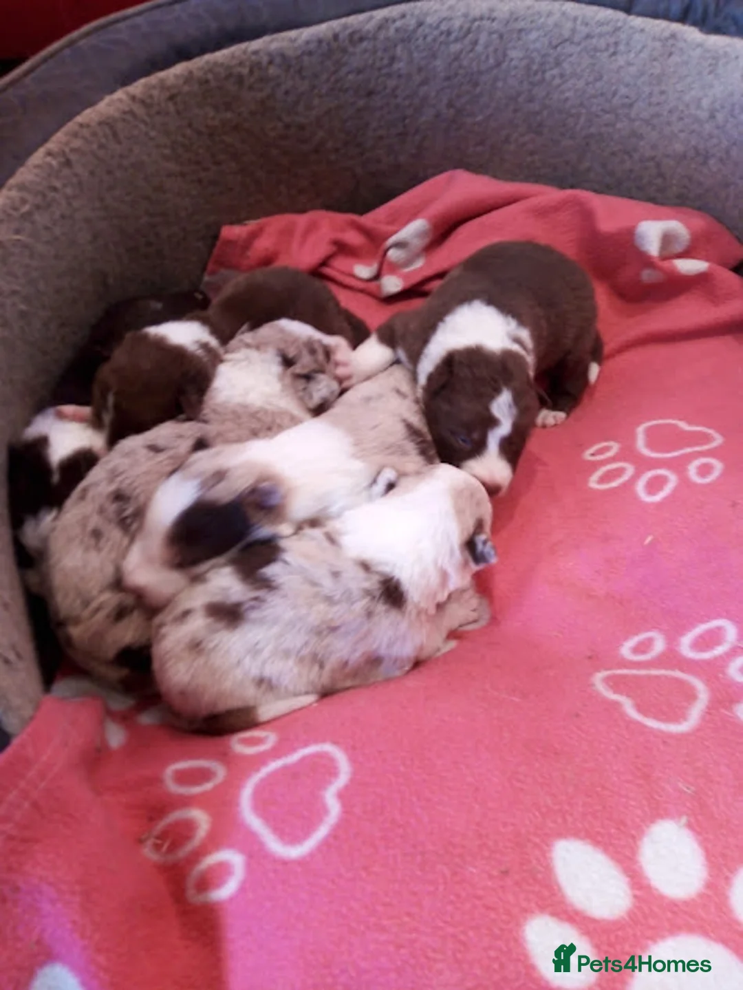 Border Collie dogs for sale: Stunning Red Merle and Red and White Puppies - Advert 8