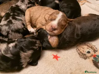 Cockapoo dogs F1 Cockapoo Puppies - Advert 6