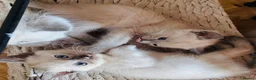 Siamese cats for sale: Beautiful Siamese x Persian kittens ready to go - Advert 6