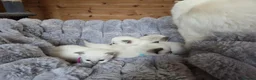 Ragdoll cats for sale: 4 Beautiful Ragdoll kittens, 2 Seal, 2 Lilac - Advert 14