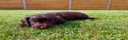 Cockapoo dogs for sale: Beautiful F1 Cockapoo Babies 🐾🐾🐾 - Advert 20