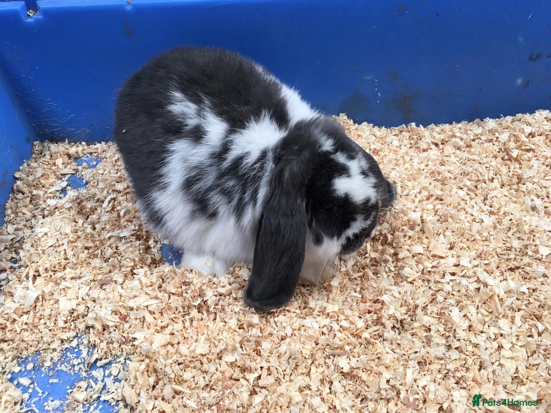 Mini Lop rabbits for sale: Gorgeous pure bred mini lops for sale  - Image 1