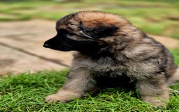 German Shepherd dogs for sale: German Shepherd Puppies - Image 24