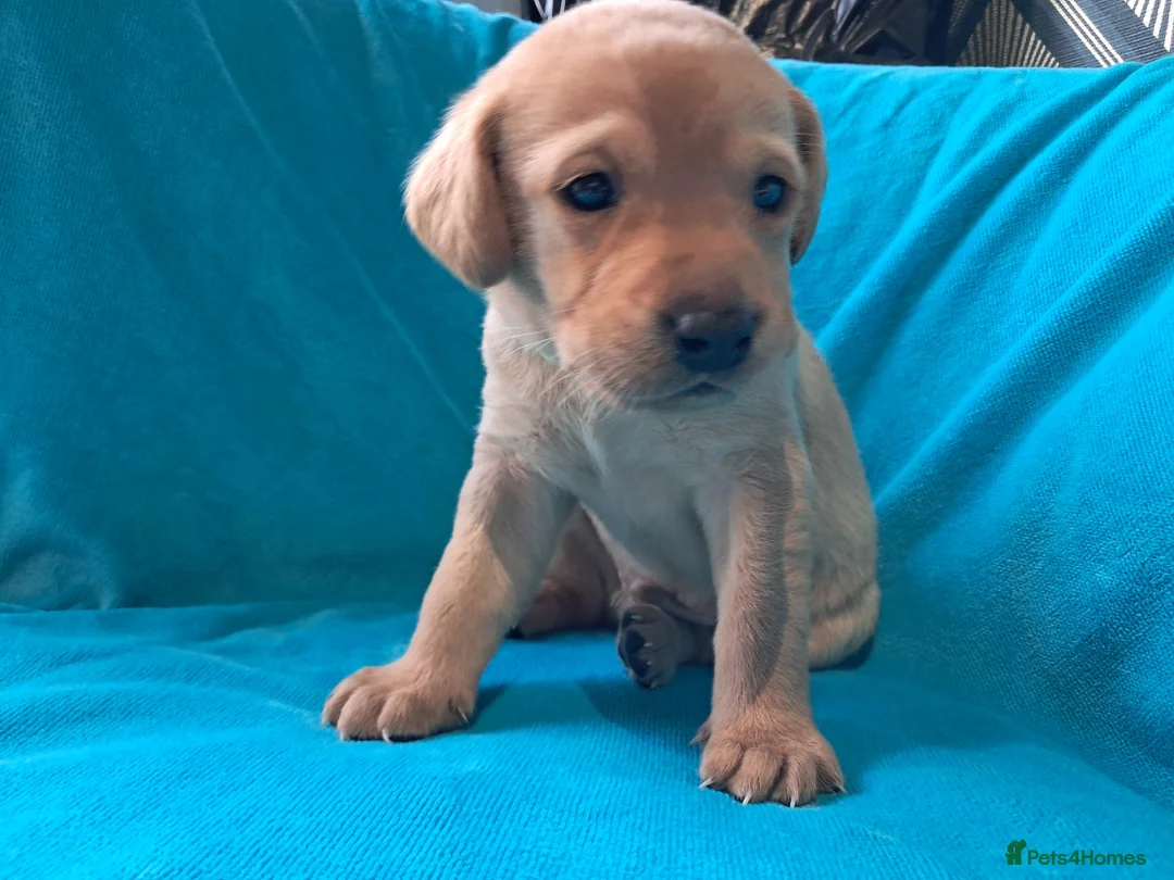 Labrador Retriever dogs for sale: Labrador Puppies - Advert 13