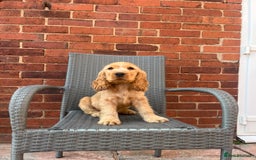 Cocker Spaniel dogs for sale: Kc reg show cockers READY TO LEAVE NOW 1 BOY LEFT - Image 2