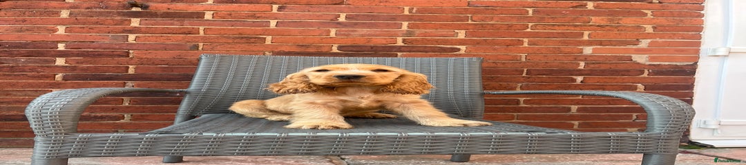 Cocker Spaniel Puppy 1