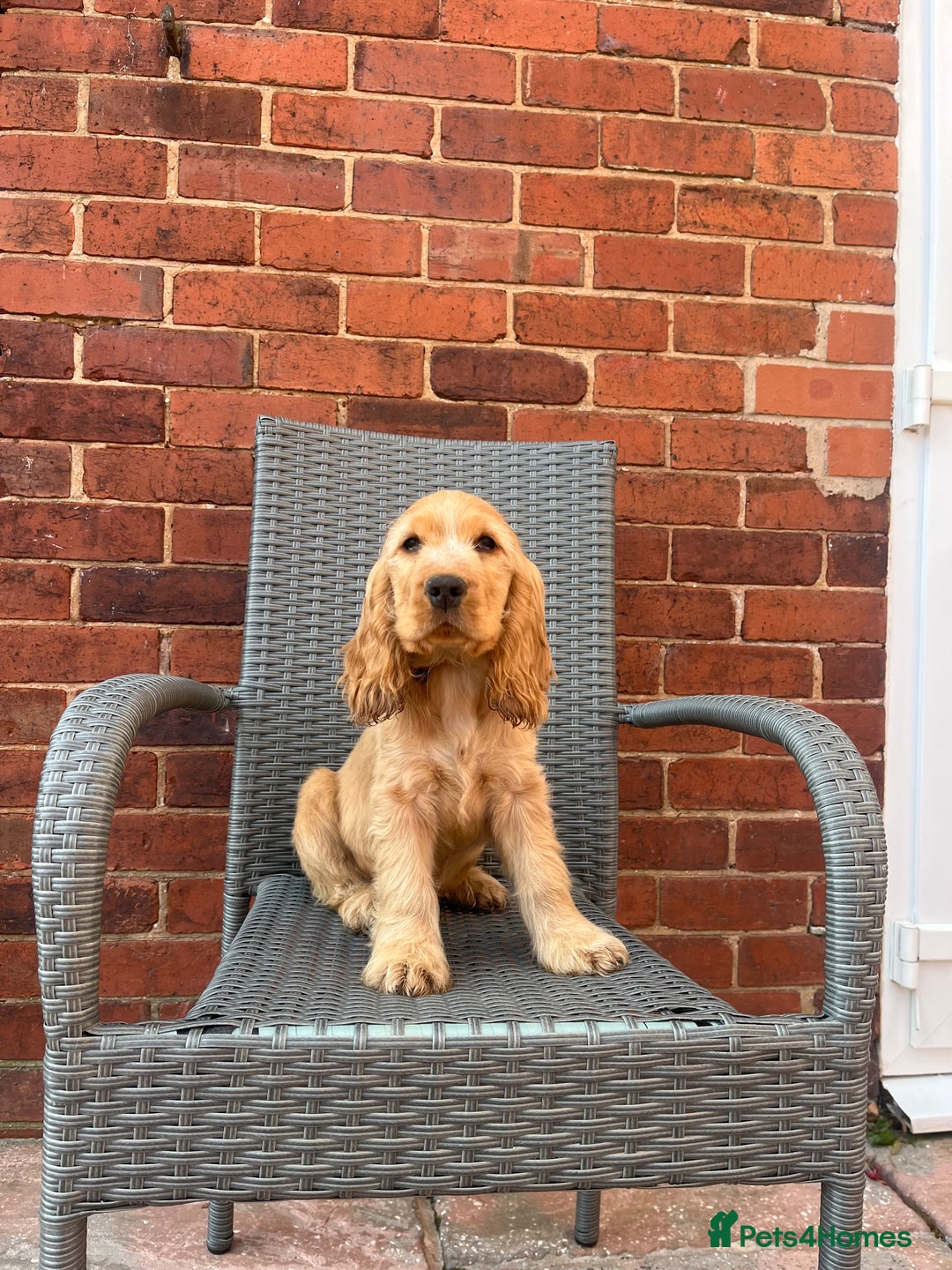 Cocker Spaniel dogs for sale: Kc reg show cockers READY TO LEAVE NOW 1 BOY LEFT - Image 2