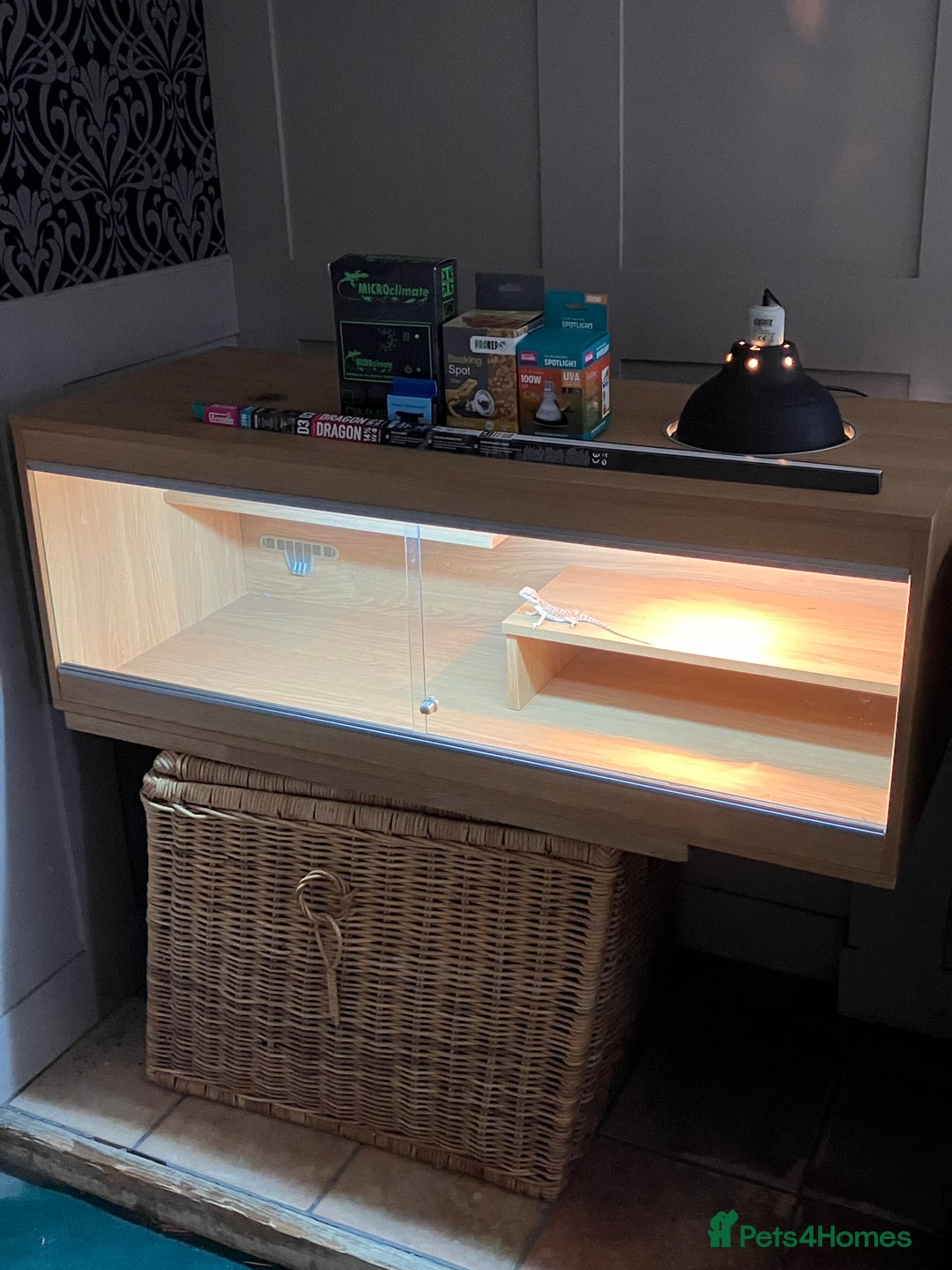 Bearded Dragon reptiles for sale: Bearded Dragon Vivarium Setup Kit in Downham Market - Image 10