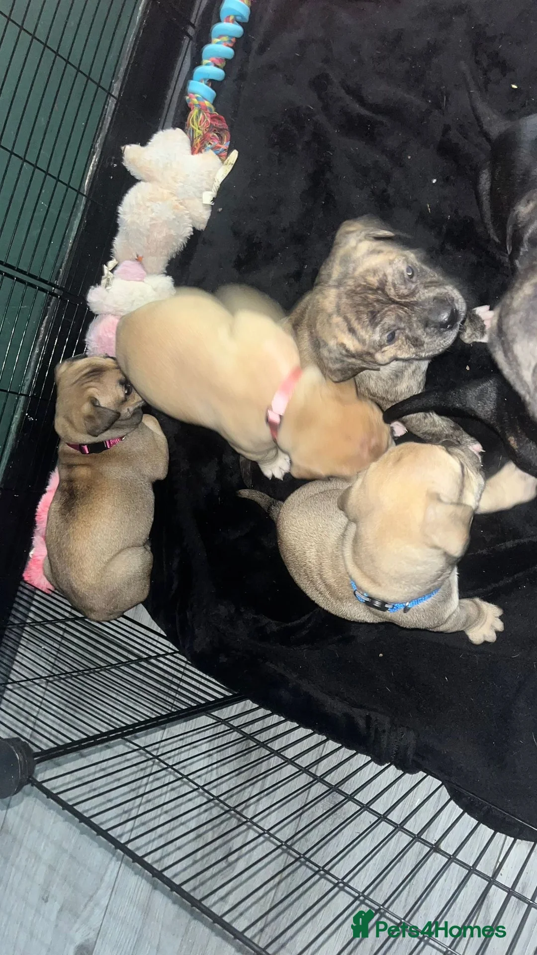 Mixed Breed dogs for sale: Came corso stuffy mix - Advert 3