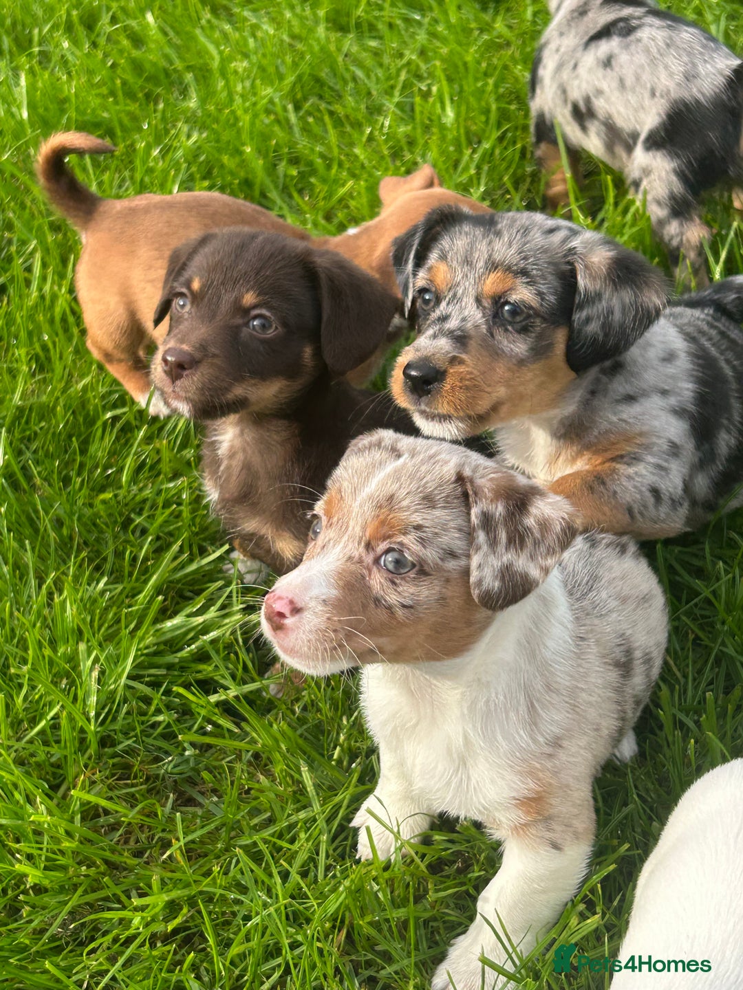 Jack Russell dogs for sale: Beautiful Mini Jack Russell Puppies  - Image 35