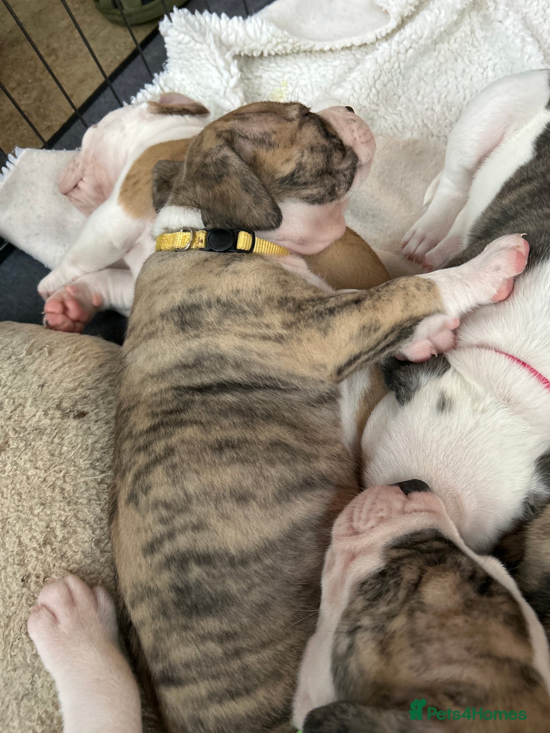 Mixed Breed dogs for sale: American Bulldog Puppies – Child & Cat Friendly - Advert 5