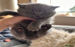 British Shorthair cats for sale: British Shorthair Kittens - Image 4