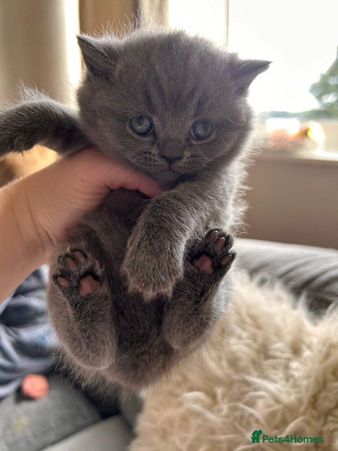 British Shorthair cats for sale: British Shorthair Kittens - Image 4