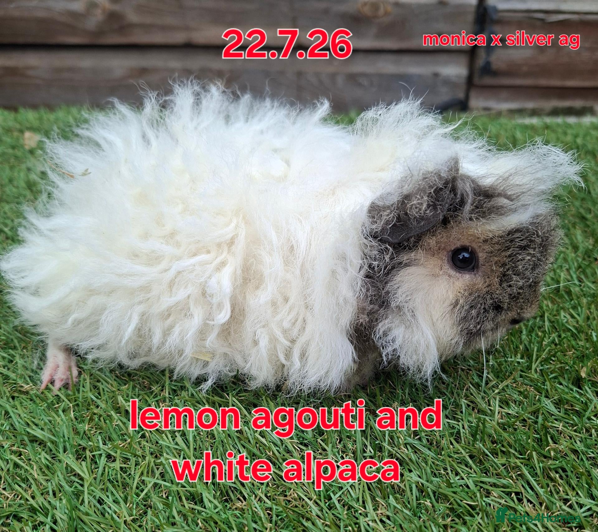 Guinea Pig rodents Female lunkarya and alpaca guinea pig girls - Advert 2