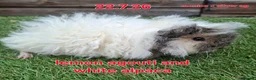 Guinea Pig rodents for sale: Female lunkarya and alpaca guinea pig girls - Advert 1