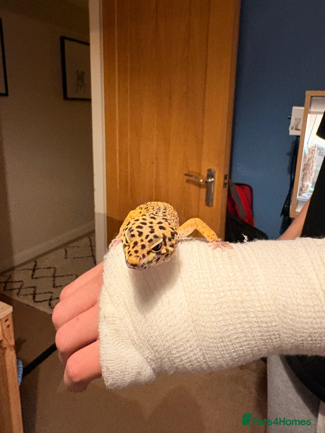Leopard Gecko reptiles for sale: Male leopard gecko  - Advert 3