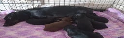 Miniature Dachshund dogs for sale: Stunning miniature dachshund  - Advert 5