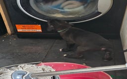 Mixed Breed dogs for sale: Cane corso cross lurcher pup - Image 4