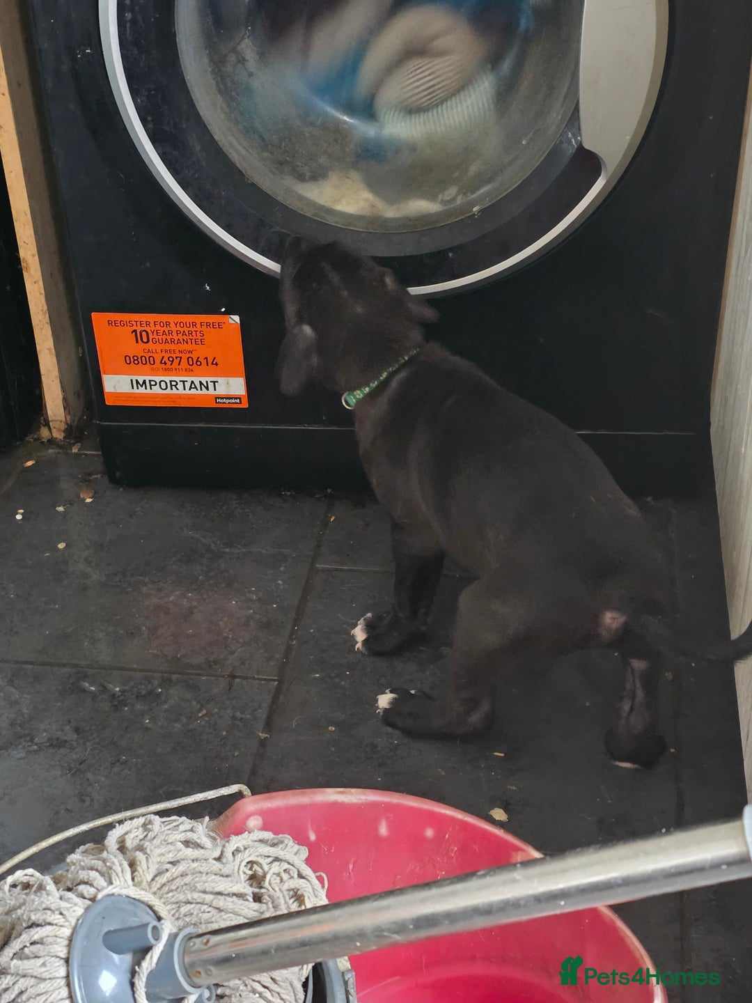 Mixed Breed dogs for sale: Cane corso cross lurcher pup - Image 4