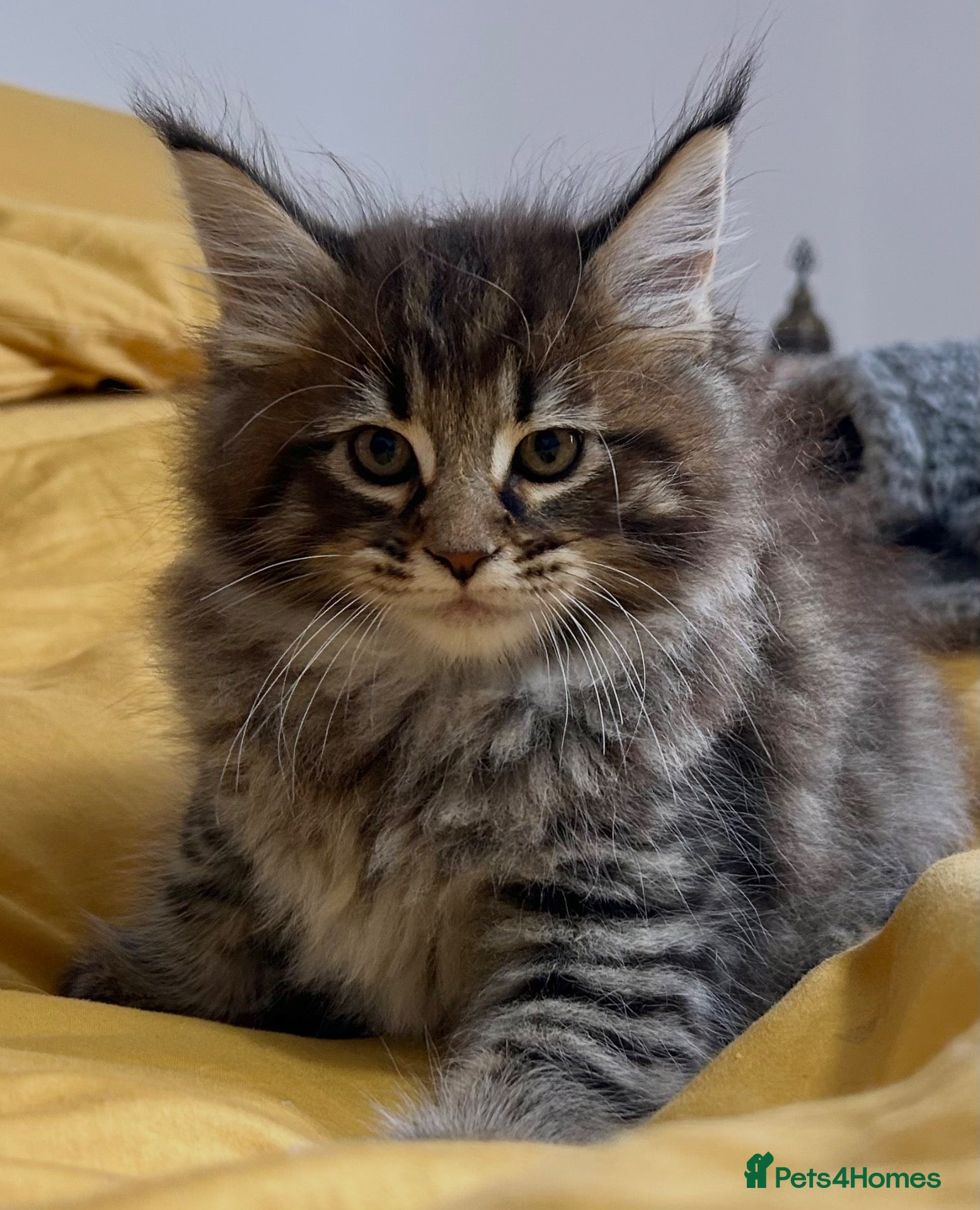 Maine Coon cats Stunning XL Male Kitten: TICA Pedigree Maine Coon - Advert 2