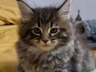 Maine Coon cats Stunning XL Male Kitten: TICA Pedigree Maine Coon - Advert 2