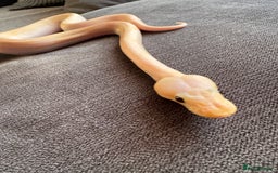 Python Snake reptiles for sale: Super pastel champagne banana ball python  - Image 4