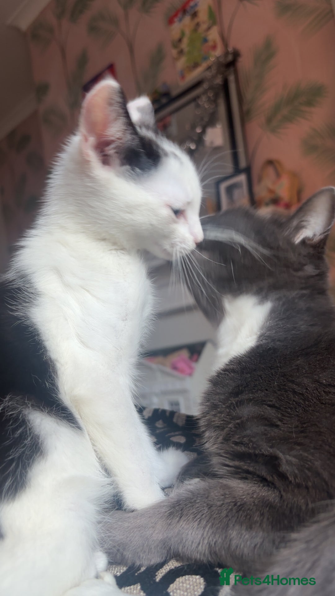 Mixed Breed cats for sale: 1 male kitten left! Ready to go❤️ - Advert 2