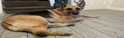 German Shepherd dogs for adoption: Amy - Norwich Norfolk  - Advert 2