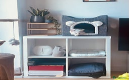 Ragdoll cats for sale: Beautiful Ragdoll - Image 5