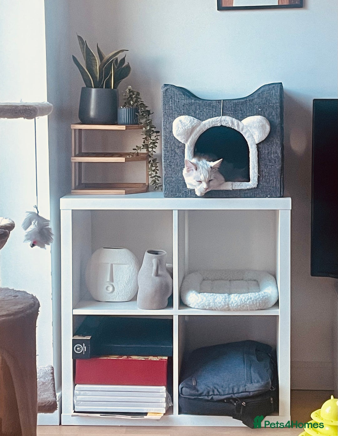 Ragdoll cats for sale: Beautiful Ragdoll - Image 5