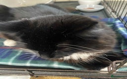 British Longhair cats for sale: Good home wanted - Image 3