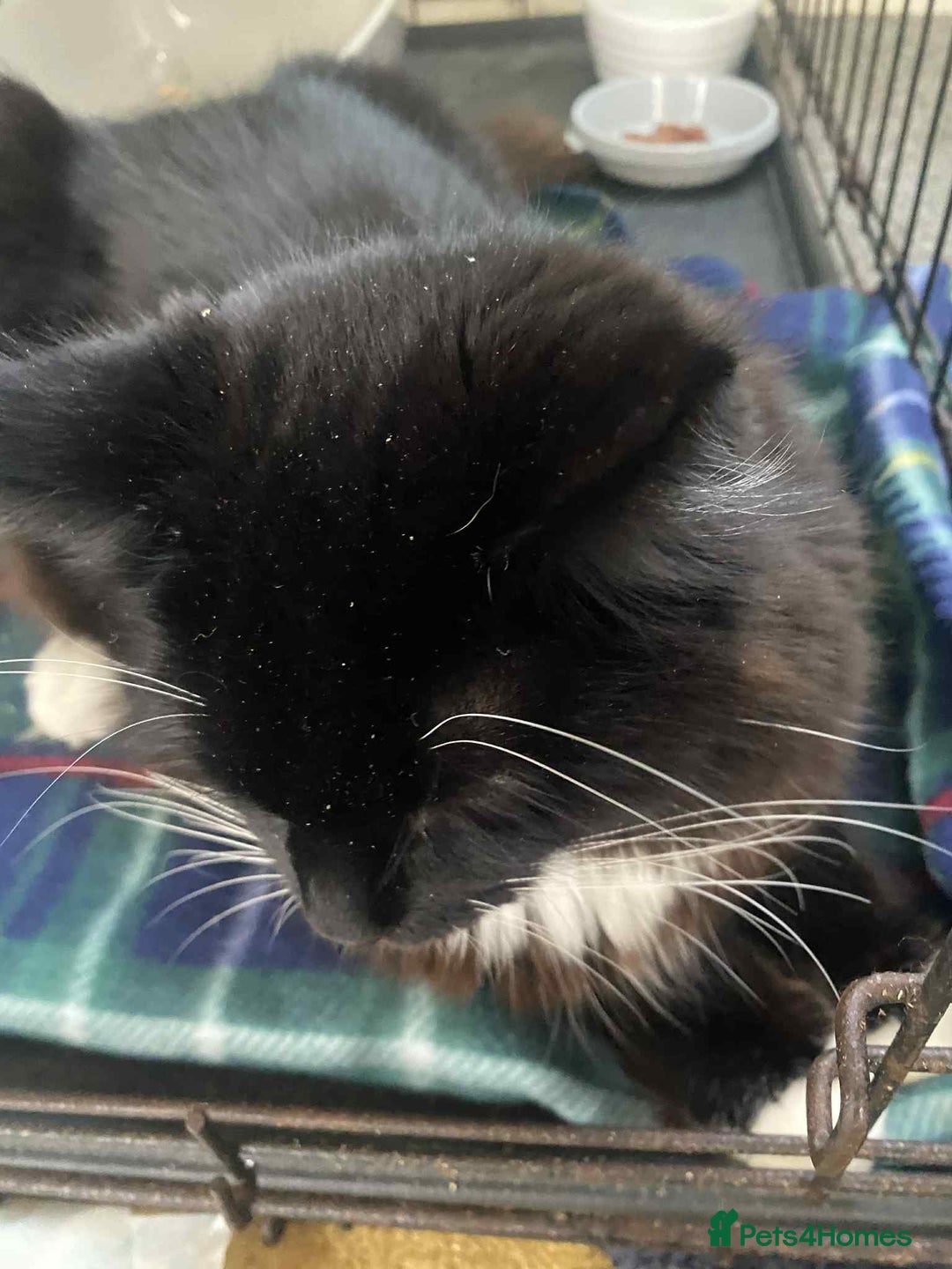 British Longhair cats for sale: Good home wanted - Image 3