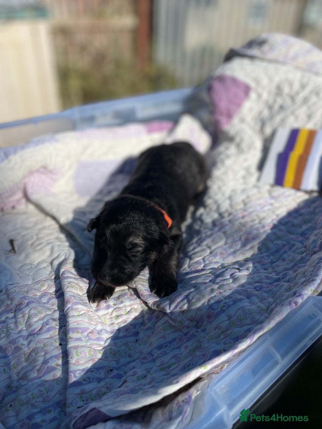 German Shepherd dogs for sale: German Shepherd pups - Image 23