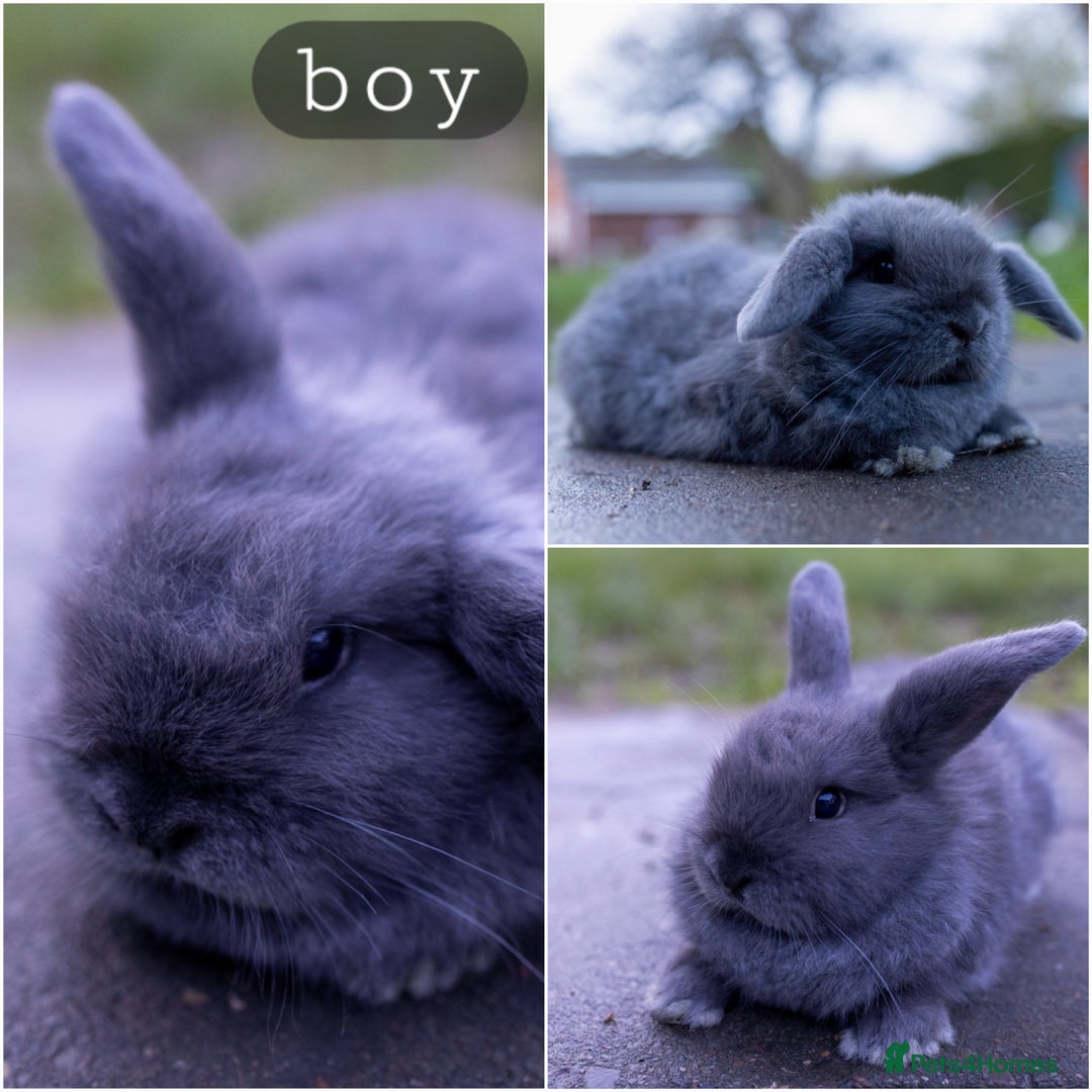 Mini Lop rabbits for sale: Ready now ♥️ Three beautiful mini lop bunnies  - Advert 3
